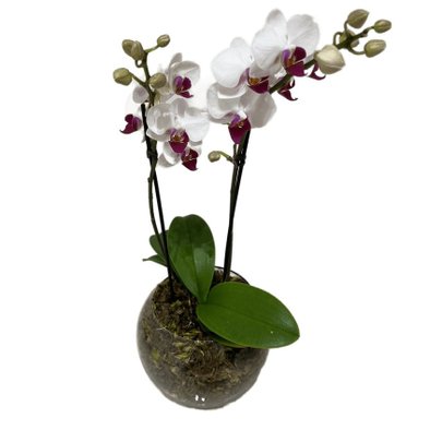 Vaso de Vidro Mini Orquídea Mesclada