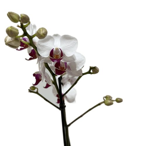 Vaso de Vidro Mini Orquídea Mesclada 
