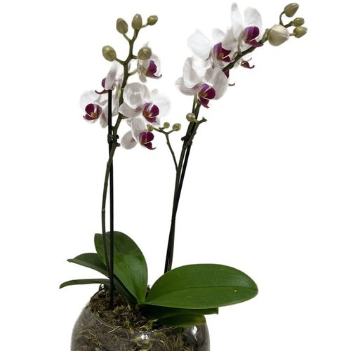 Vaso de Vidro Mini Orquídea Mesclada 