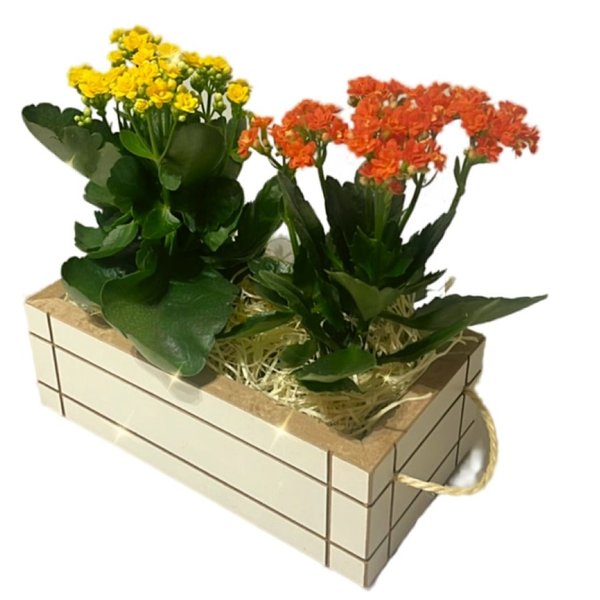 Arranjo Florido com Flores da Fortuna