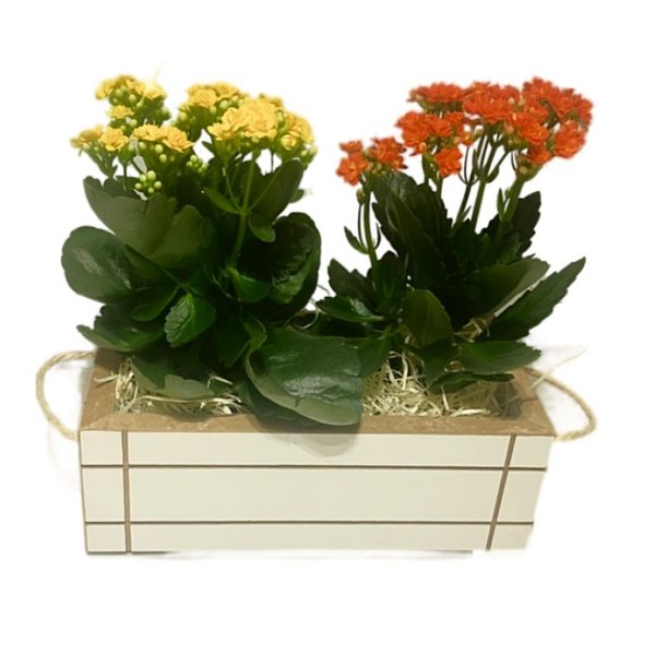Arranjo Florido com Flores da Fortuna
