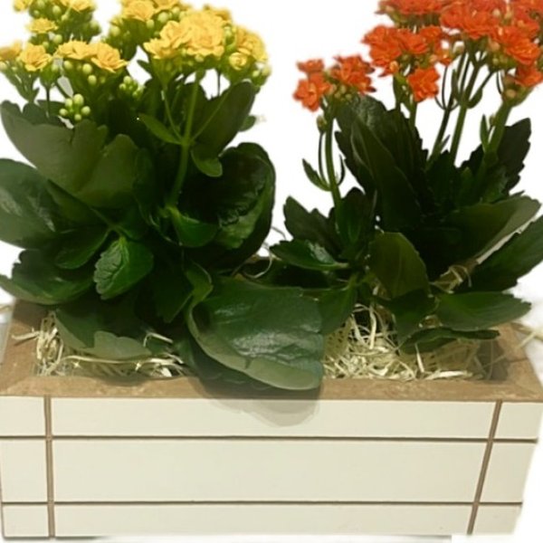 Arranjo Florido com Flores da Fortuna