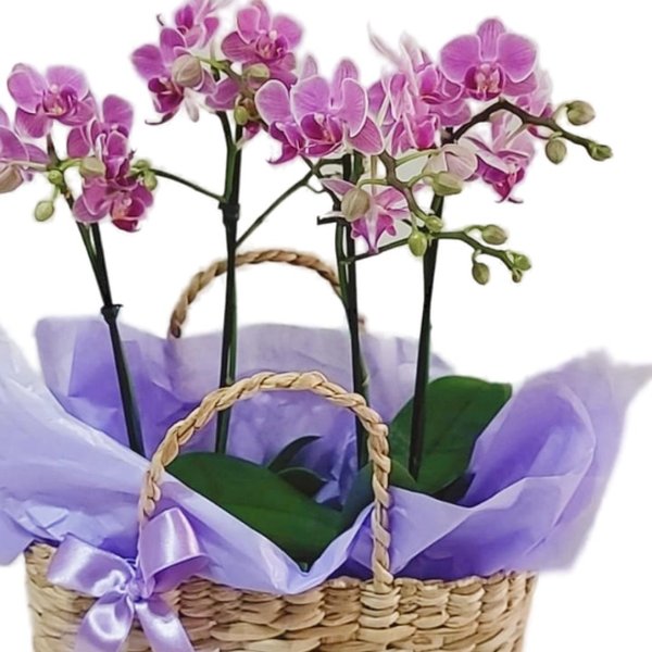Cesta de Palha com Orquídeas 