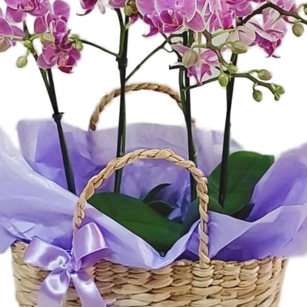 Cesta de Palha com Orquídeas 