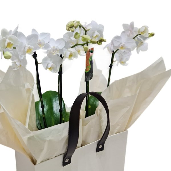 Cesta Premium Orquídeas Phaenopolis Brancas