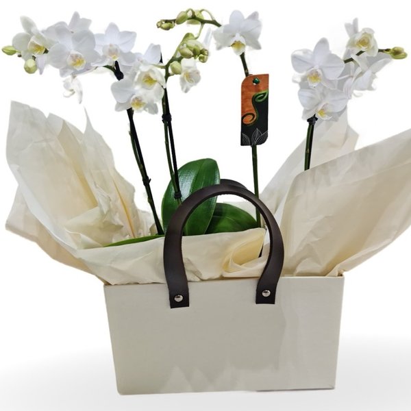 Cesta Premium Orquídeas Phaenopolis Brancas