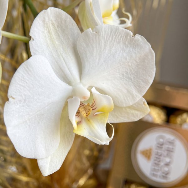 Cesta Boas Festas Orquídea e Chandon 