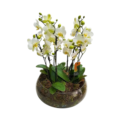 Vaso de Vidro com Orquídeas Premium Brancas