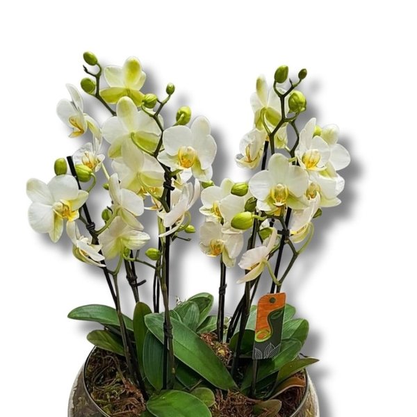 Vaso de Vidro com Orquídeas Premium Brancas