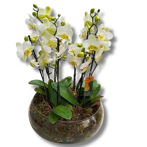 Vaso de Vidro com Orquídeas Premium Brancas