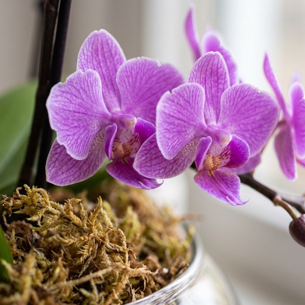 Vaso de Vidro com Orquídeas Premium Lilás 