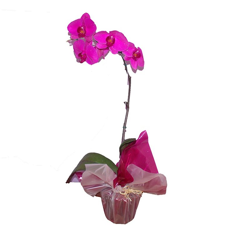 Orquídea Phalaenopsis Roxa | Giuliana Flores