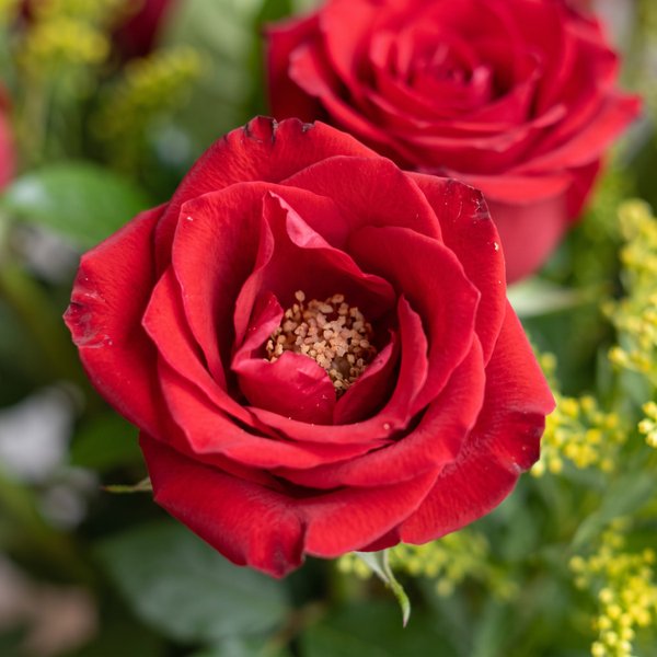 Buquê de Rosas Vermelhas com 22 Botões