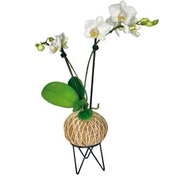 Imagem de Kokedama de Orquídea na Cor Branca
