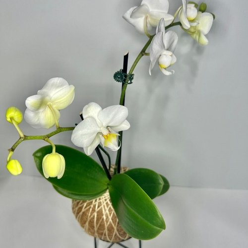 Kokedama de Orquídea na Cor Branca