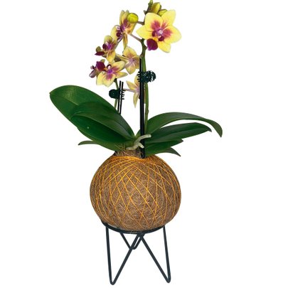 Kokedama de Orquídea Amarela Mesclada | Giuliana Flores