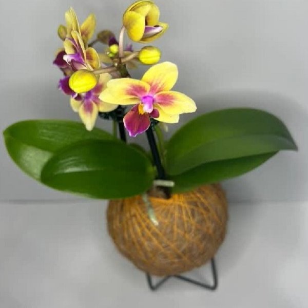 Kokedama de Orquídea Amarela Mesclada 