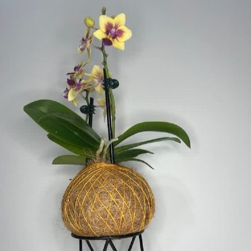 Kokedama de Orquídea Amarela Mesclada 