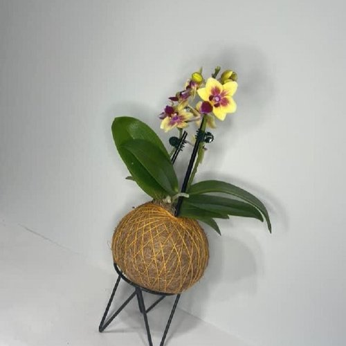 Kokedama de Orquídea Amarela Mesclada 