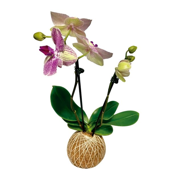 Kokedama de Orquídea Mesclada Amarelo e Lilás