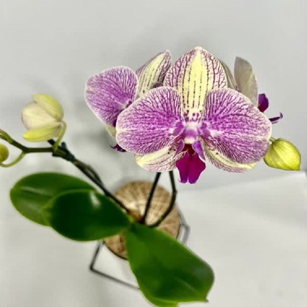 Kokedama de Orquídea Mesclada Amarelo e Lilás