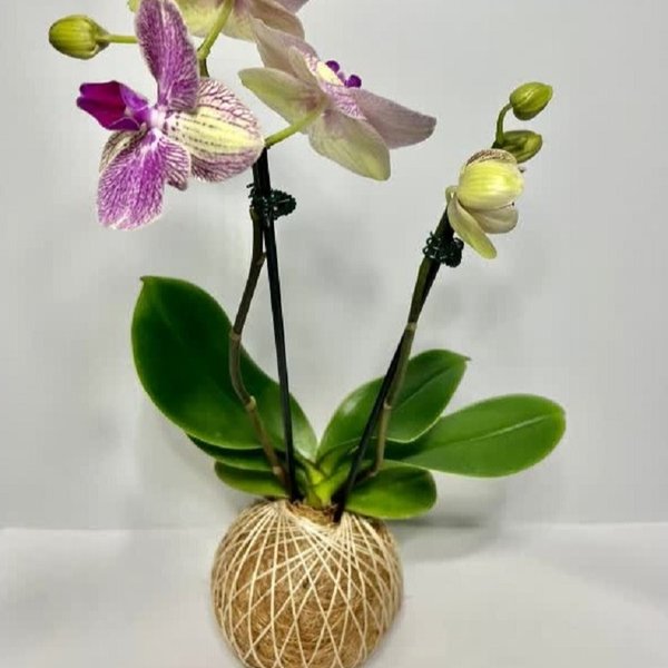 Kokedama de Orquídea Mesclada Amarelo e Lilás