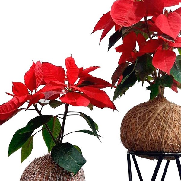 Kokedama de Bico de Papagaio