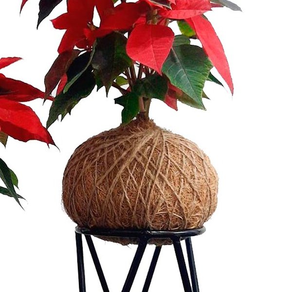 Kokedama de Bico de Papagaio