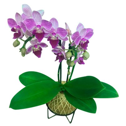 Kokedama de Orquídea Lilás