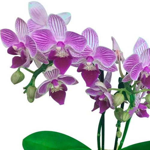 Kokedama de Orquídea Lilás