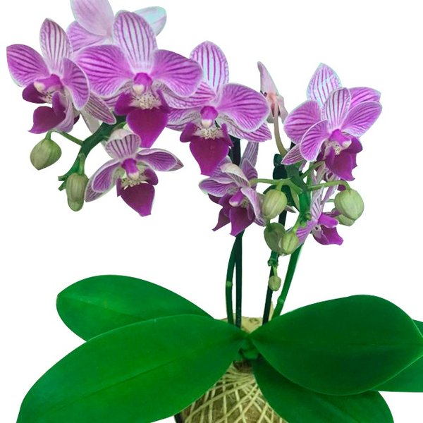 Kokedama de Orquídea Lilás