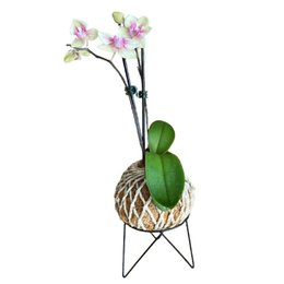 Imagem de Kokedama de Orquidea Mesclada de Rosa 