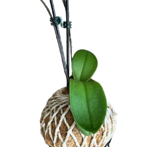 Kokedama de Orquidea Mesclada de Rosa 