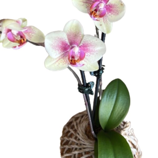 Kokedama de Orquidea Mesclada de Rosa 