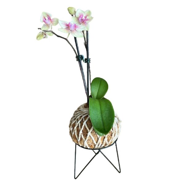 Kokedama de Orquidea Mesclada de Rosa 