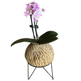 Imagem de Kokedama de Orquídea Rosa Claro 