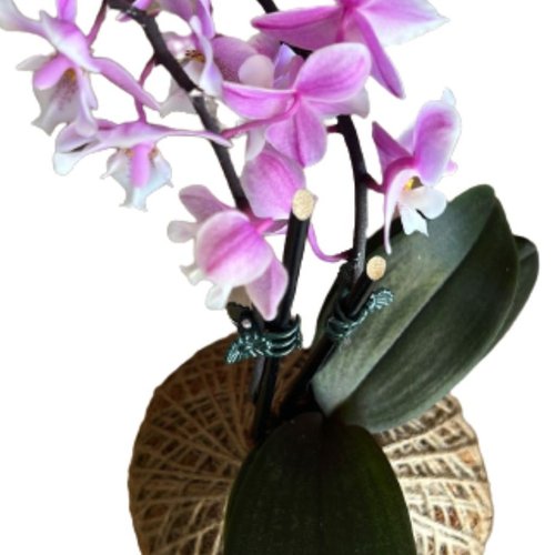 Kokedama de Orquídea Rosa Claro 