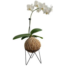 Imagem de Kokedama de Orquídea Branca Phalaeonoposis