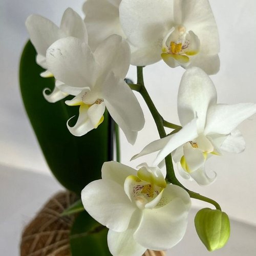 Kokedama de Orquídea Branca Phalaeonoposis