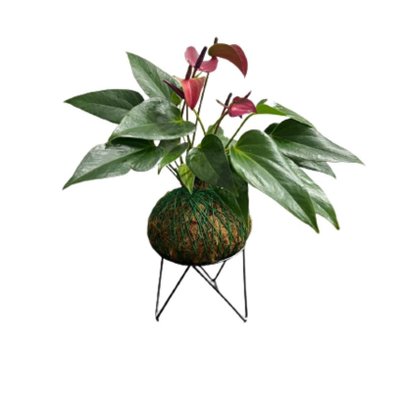 Antúrio Rosa de Kokedama