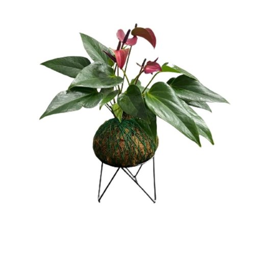 Antúrio Rosa de Kokedama