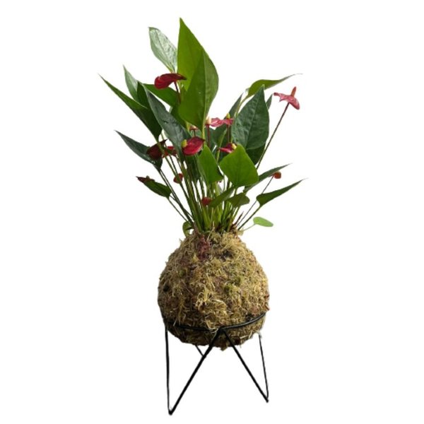 Micro Antúrio Vermelho na Kokedama 