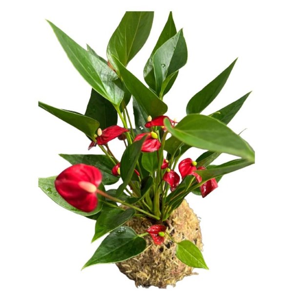 Micro Antúrio Vermelho na Kokedama 