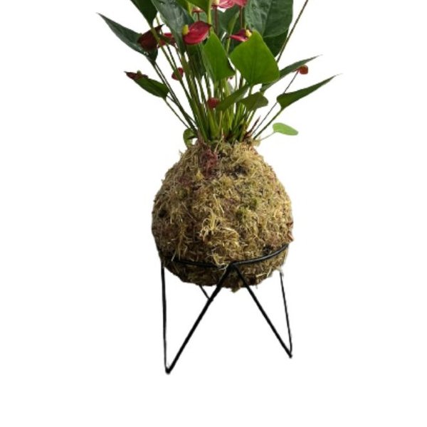Micro Antúrio Vermelho na Kokedama 