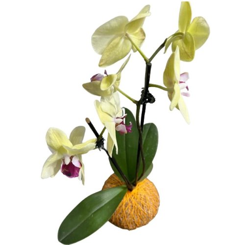 Kokedama de Orquidea Amarela