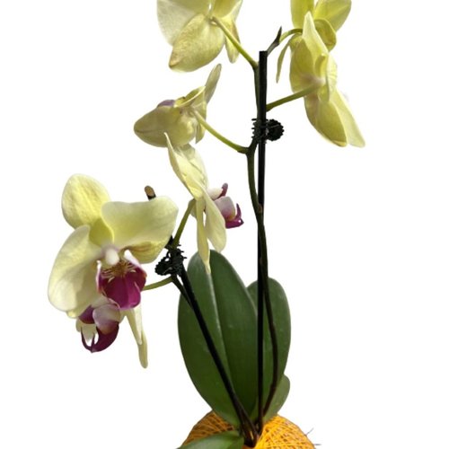 Kokedama de Orquidea Amarela