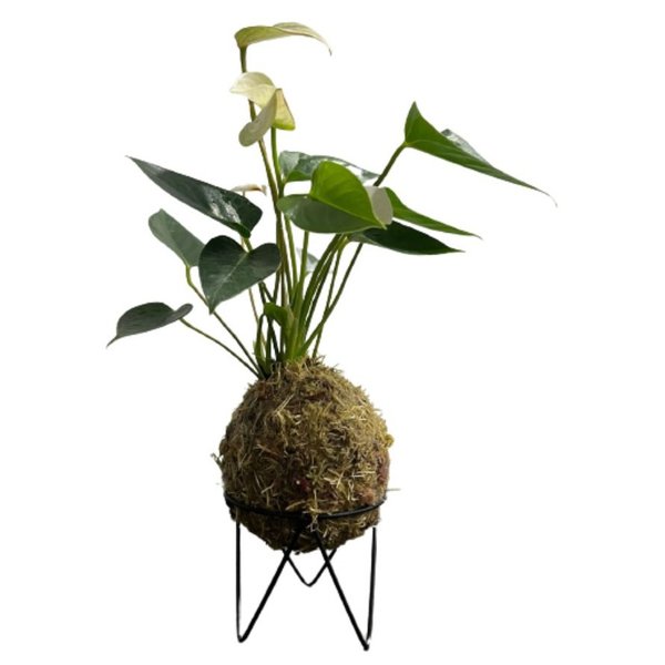 Kokedama de Antúrio Branco