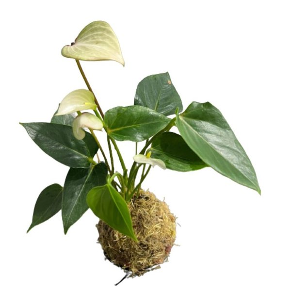 Kokedama de Antúrio Branco