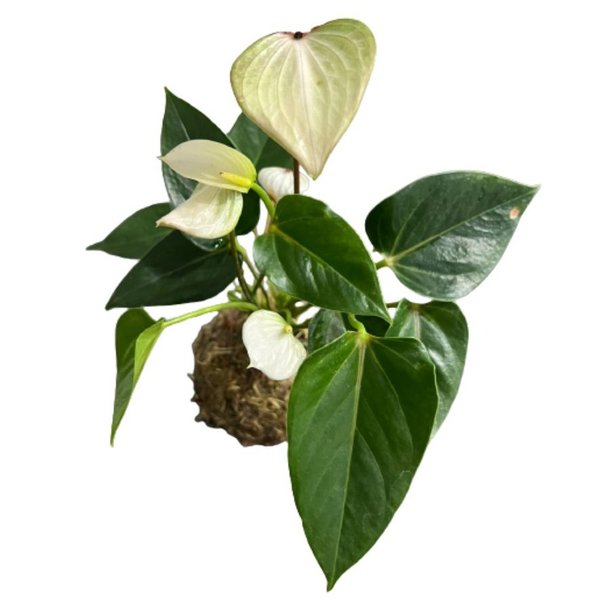 Kokedama de Antúrio Branco