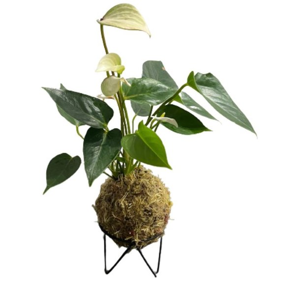 Kokedama de Antúrio Branco
